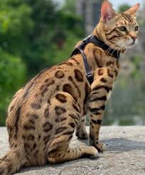 Where and How to Find Bengal Cat Breeders around You