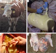 Why Cows Can't Expel Placenta After Delivery and the Solution