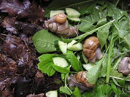 Feeding Snails locally and How to Formulate Snail Feeds