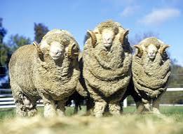 Breed Characteristics for Selecting Sheep