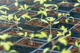 History and Importance of Plant Breeding History and Importance of Plant Breeding