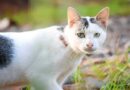 Javanese Cat Breed Description and Care Guide