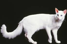 Javanese Cat Breed Description and Care Guide