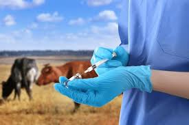 Complete Guide on Treatment of Livestock Diseases