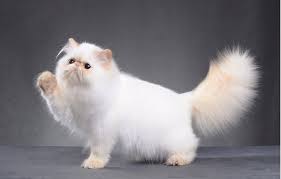 Complete List of the Most Expensive Cat Breeds