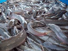 The Quantity of Feed Catfish Eat at a Given Time