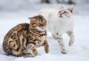 Snow Bengal Cat Breed Description and Care Guide