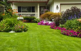 St Augustine Grass Complete Growing and Care Guide