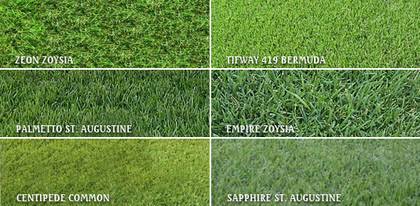 St Augustine Grass Complete Growing and Care Guide