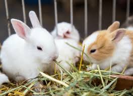 How to Care for Newly Weaned Rabbits Properly