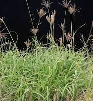 How to Grow and Care for Rhodes Grass (Chloris gayana Kunth)