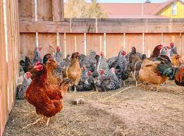 How to Make Good Money from Africa’s love of Poultry Chicken and Eggs