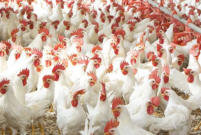 Layers or Broilers: Find Out which is More Profitable in Poultry Business