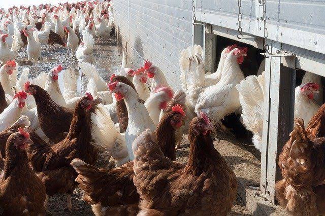 Layers or Broilers: Find Out which is More Profitable in Poultry Business
