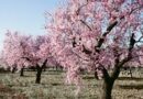 The Almond Branches: Economic Importance, Uses, and By-Products