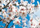 The Almond Flowers: Economic Importance, Uses, and By-Products