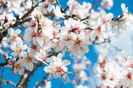 The Almond Flowers: Economic Importance, Uses, and By-Products