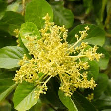 Avocado Flowers: Economic Importance, Uses, and By-Products Avocado Flowers: Economic Importance, Uses, and By-Products
