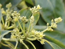 Avocado Flowers: Economic Importance, Uses, and By-Products Avocado Flowers: Economic Importance, Uses, and By-Products
