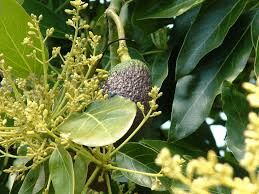 Avocado Flowers: Economic Importance, Uses, and By-Products Avocado Flowers: Economic Importance, Uses, and By-Products