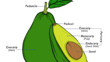 Avocado Peduncle: Economic Importance, Uses, and By-Products