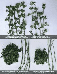 The Alfalfa Stems: Economic Importance, Uses, and By-Products