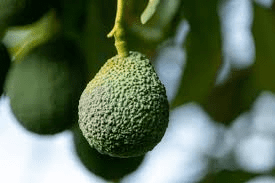 Avocado Peduncle: Economic Importance, Uses, and By-Products