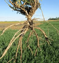 The Alfalfa Roots: Economic Importance, Uses, and By-Products