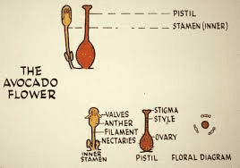 Avocado Pistil: Economic Importance, Uses, and By-Products Avocado Pistil: Economic Importance, Uses, and By-Products