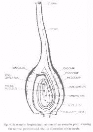 Avocado Pistil: Economic Importance, Uses, and By-Products Avocado Pistil: Economic Importance, Uses, and By-Products