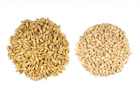 Barley Seeds: Economic Importance, Uses, and By-Products