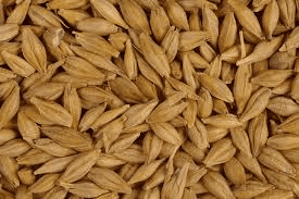 Barley Seeds: Economic Importance, Uses, and By-Products