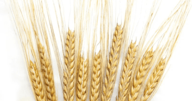 The Barley Stalks: Economic Importance, Uses, and By-Products
