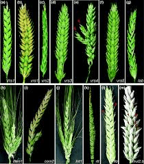 The Barley Inflorescence: Economic Importance, Uses, and By-Products