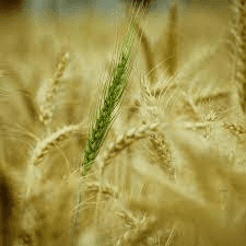 The Barley Inflorescence: Economic Importance, Uses, and By-Products