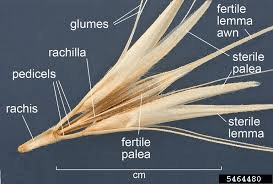 The Barley Glumes: Economic Importance, Uses, and By-Products