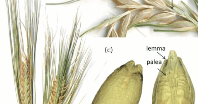 The Barley Lemma: Economic Importance, Uses, and By-Products