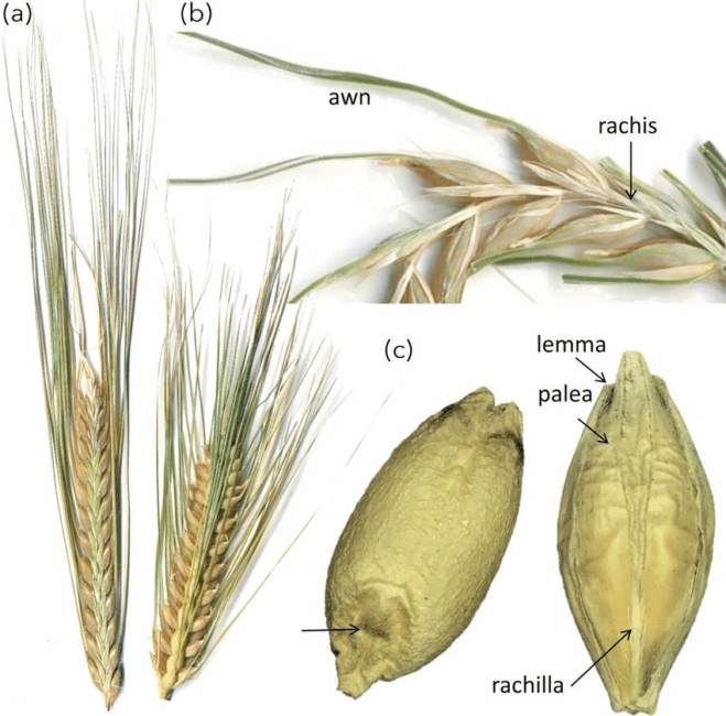 The Barley Lemma: Economic Importance, Uses, and By-Products