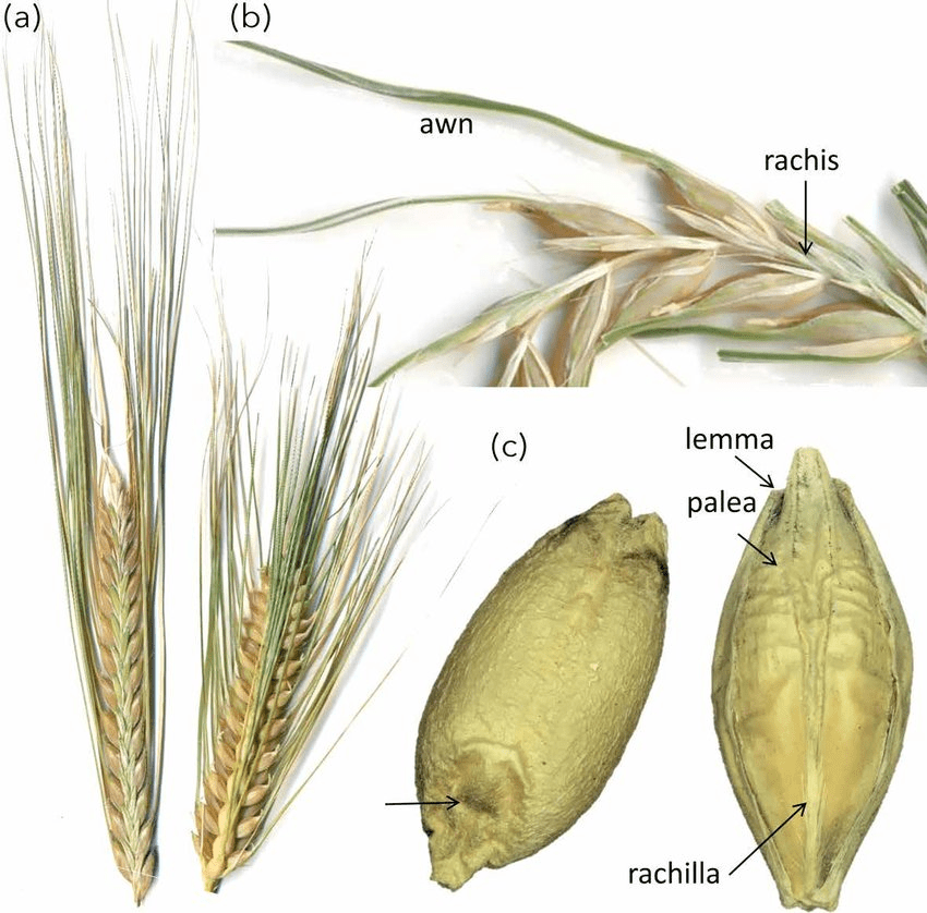 The Barley Lemma: Economic Importance, Uses, and By-Products ...