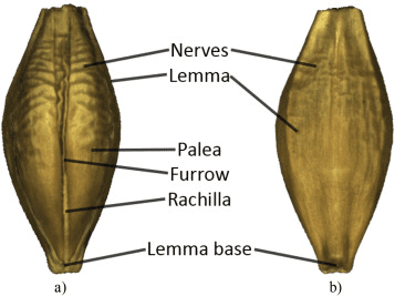 The Barley Lemma: Economic Importance, Uses, and By-Products