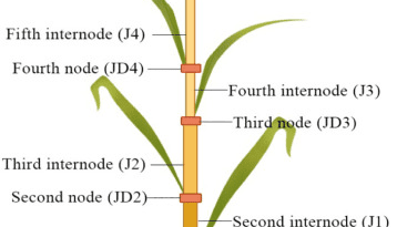 The Barley Nodes: Economic Importance, Uses, and By-Products