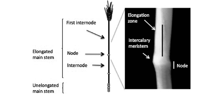 The Barley Internodes: Economic Importance, Uses, and By-Products