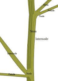 The Barley Internodes: Economic Importance, Uses, and By-Products