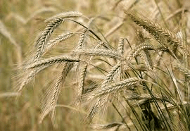 The Barley Florets: Economic Importance, Uses, and By-Products