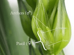 The Barley Anthers: Economic Importance, Uses, and By-Products