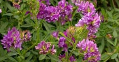 The Alfalfa Flowers: Economic Importance, Uses, and By-Products