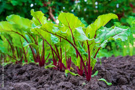 The Beet Shoots: Economic Importance, Uses, and By-Products