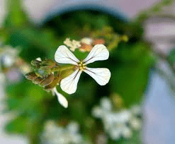 The Beet Flowers: Economic Importance, Uses, and By-Products ...