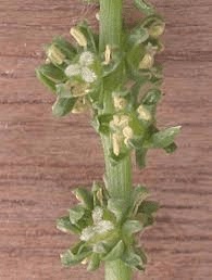 The Beet Inflorescence: Economic Importance, Uses, and By-Products The Beet Inflorescence: Economic Importance, Uses, and By-Products