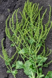 The Beet Inflorescence: Economic Importance, Uses, and By-Products The Beet Inflorescence: Economic Importance, Uses, and By-Products